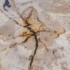 Coffee table petrified wood 53474