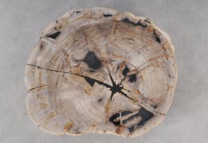 Coffee table petrified wood 53475