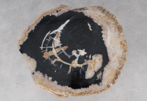 Coffee table petrified wood 53478