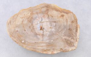 Couchtisch versteinertes Holz 38217