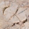 Couchtisch versteinertes Holz 43249