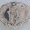Couchtisch versteinertes Holz 45213