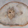 Couchtisch versteinertes Holz 53179