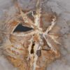 Couchtisch versteinertes Holz 53179