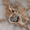 Couchtisch versteinertes Holz 53184