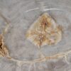 Couchtisch versteinertes Holz 53221
