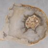 Couchtisch versteinertes Holz 53236
