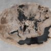 Couchtisch versteinertes Holz 53281