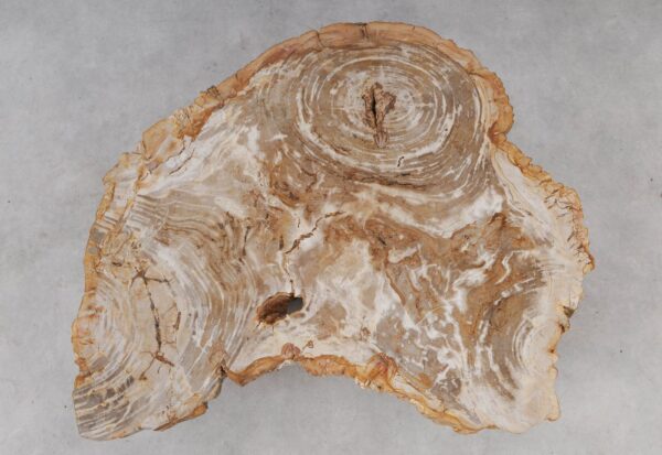 Couchtisch versteinertes Holz 53283