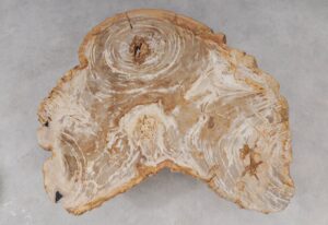 Couchtisch versteinertes Holz 53284