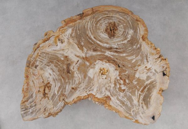 Couchtisch versteinertes Holz 53464