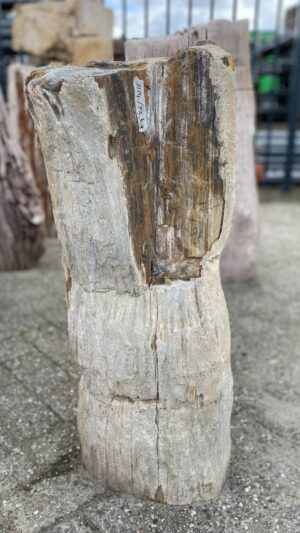 Grabstein versteinertes Holz 52037
