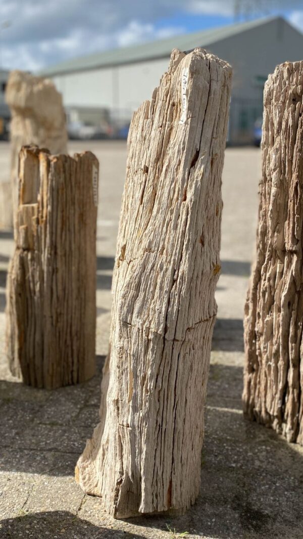 Grabstein versteinertes Holz 52047