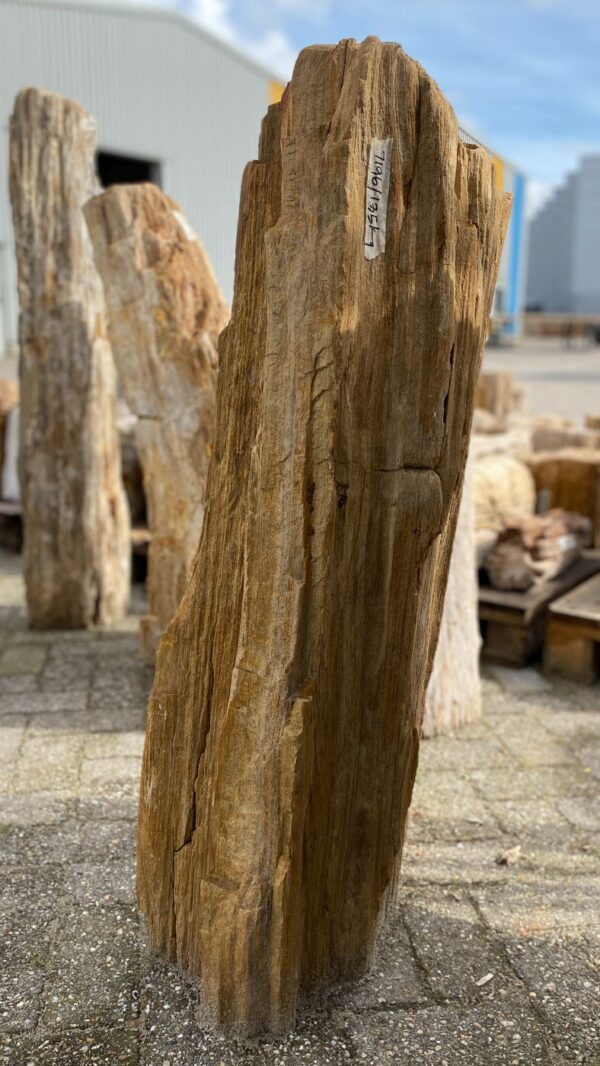 Grabstein versteinertes Holz 52056