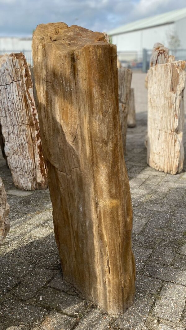 Grabstein versteinertes Holz 52056