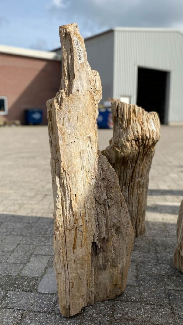 Grabstein versteinertes Holz 52063