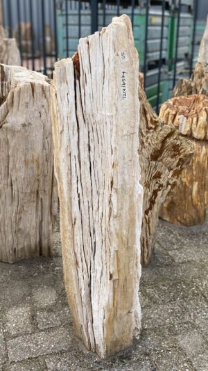 Grabstein versteinertes Holz 52068