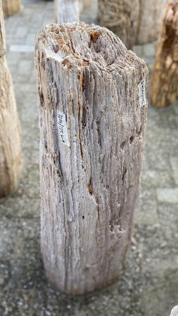 Grabstein versteinertes Holz 52076