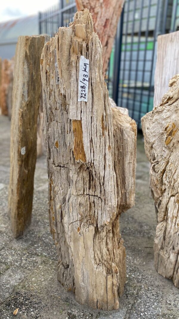 Grabstein versteinertes Holz 52079