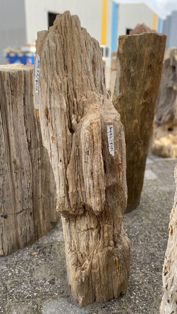 Grabstein versteinertes Holz 52079