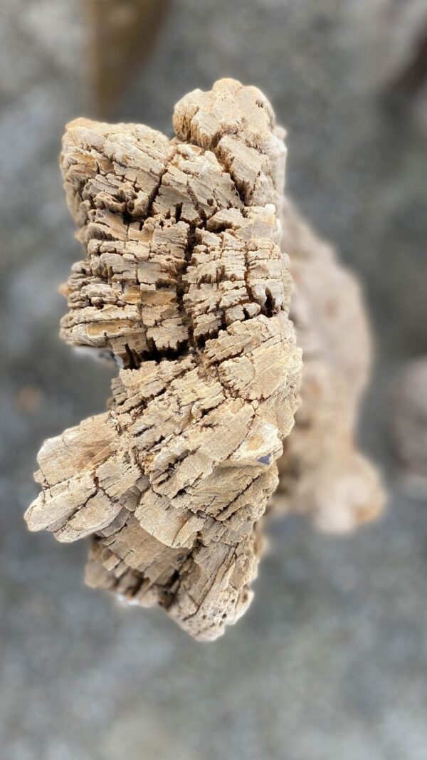 Grabstein versteinertes Holz 52079