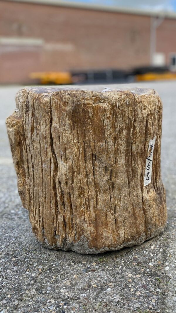 Grabstein versteinertes Holz 52143