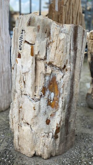 Grabstein versteinertes Holz 52155