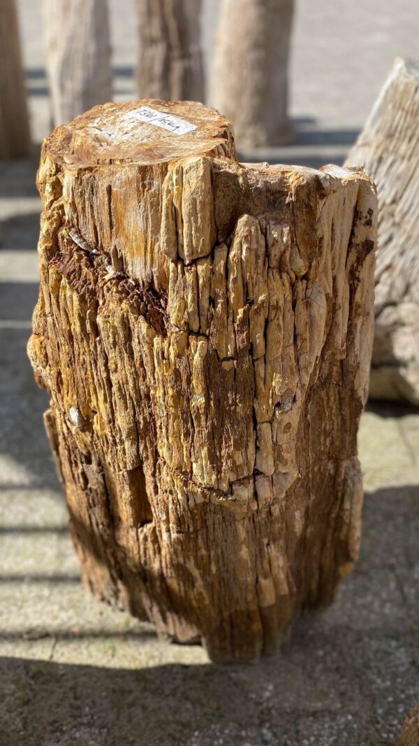 Grabstein versteinertes Holz 52157