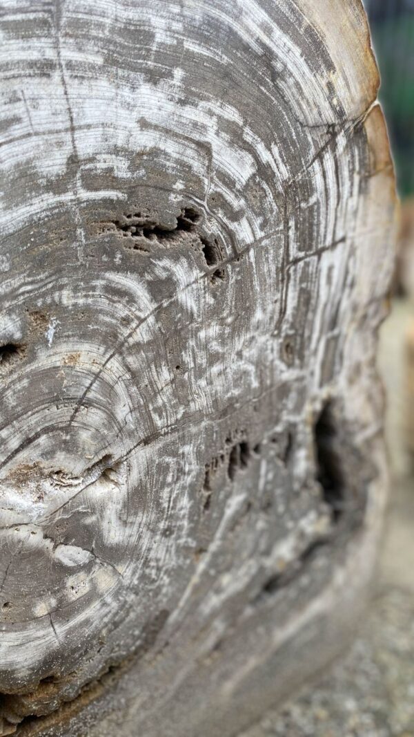 Grabstein versteinertes Holz 52158