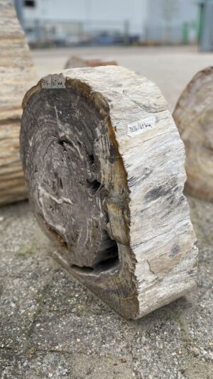 Grabstein versteinertes Holz 52176