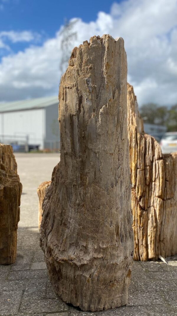 Grabstein versteinertes Holz 52351