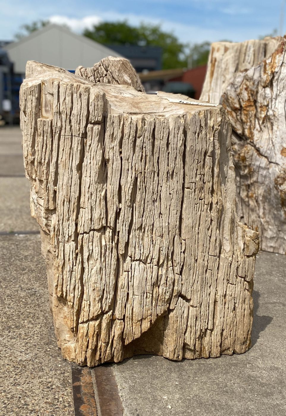Grabstein versteinertes Holz 53098
