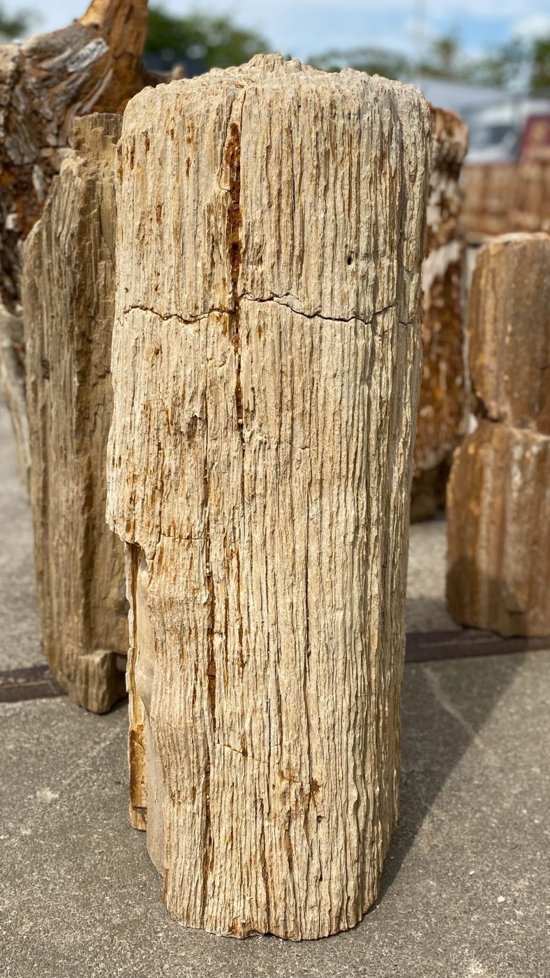 Grabstein versteinertes Holz 53099