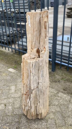 Grafsteen versteend hout 52022