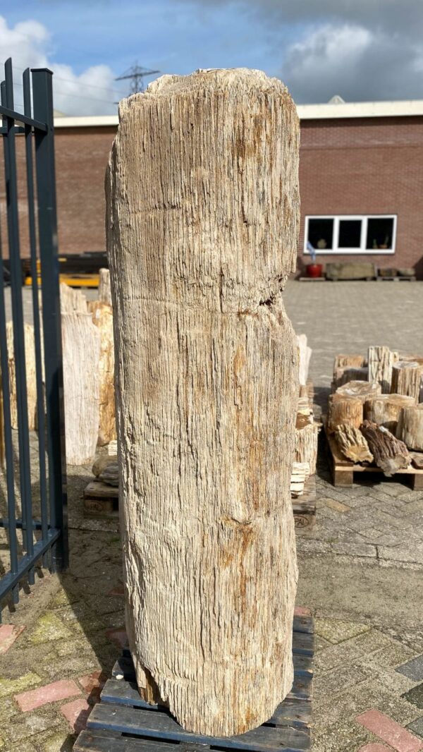 Grafsteen versteend hout 52029