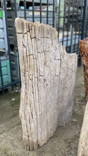 Grafsteen versteend hout 52030