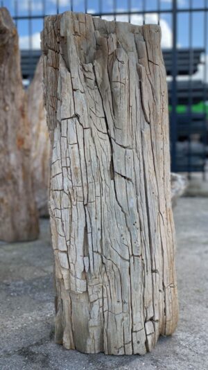 Grafsteen versteend hout 52031