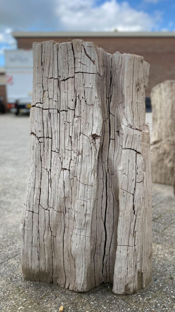 Grafsteen versteend hout 52032