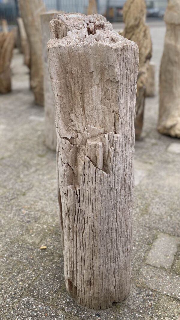 Grafsteen versteend hout 52032