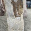 Grafsteen versteend hout 52037
