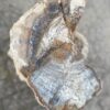 Grafsteen versteend hout 52037