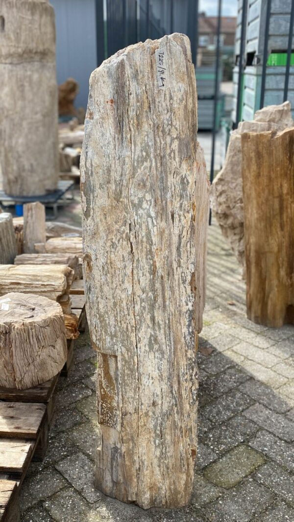 Grafsteen versteend hout 52077