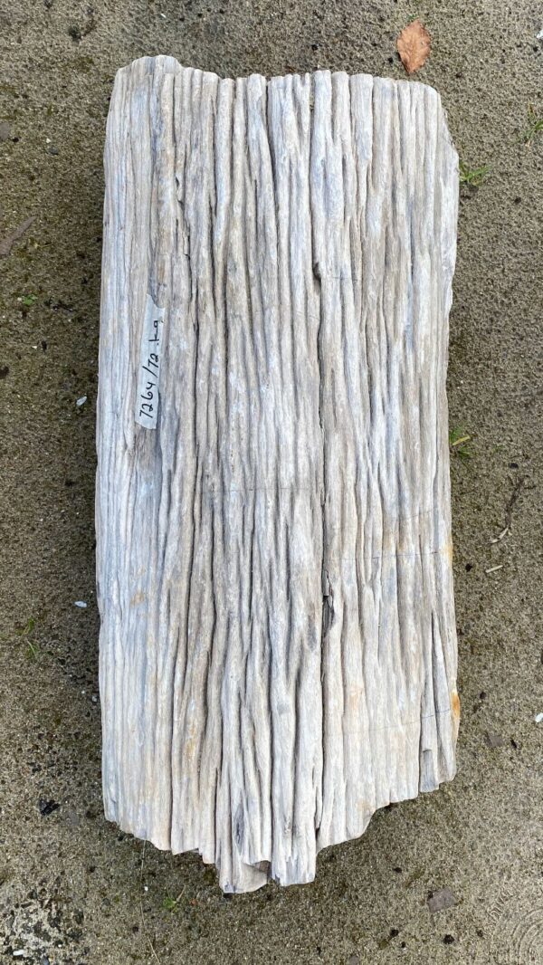 Grafsteen versteend hout 52109