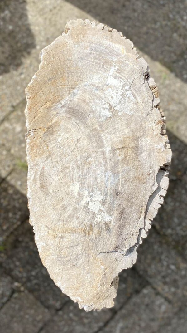 Grafsteen versteend hout 52140