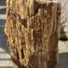 Grafsteen versteend hout 52157