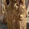Grafsteen versteend hout 52157