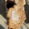 Grafsteen versteend hout 52157