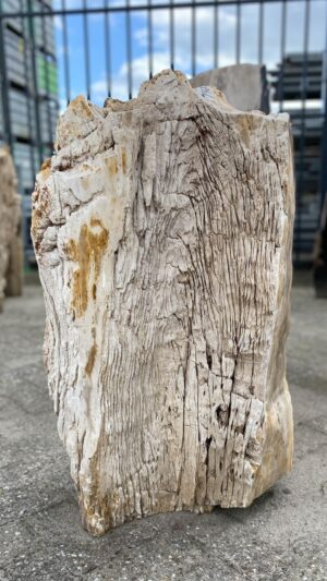 Grafsteen versteend hout 52160
