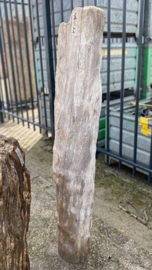 Grafsteen versteend hout 52164