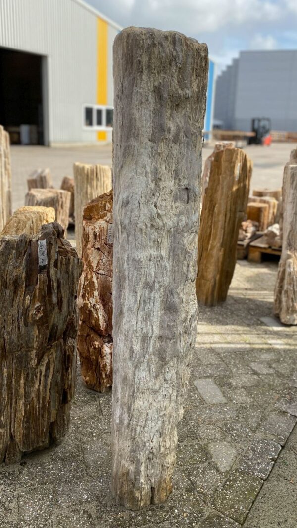 Grafsteen versteend hout 52164